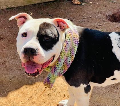 Cain $85 fostered, a Adoptable mixed breed in Seneca, SC image 3/3