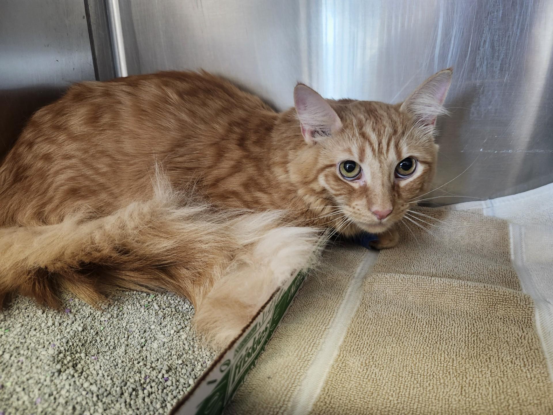 Enlarge Mr. Butters, a ADOPTABLE mixed breed in East Brunswick, NJ image 3/4