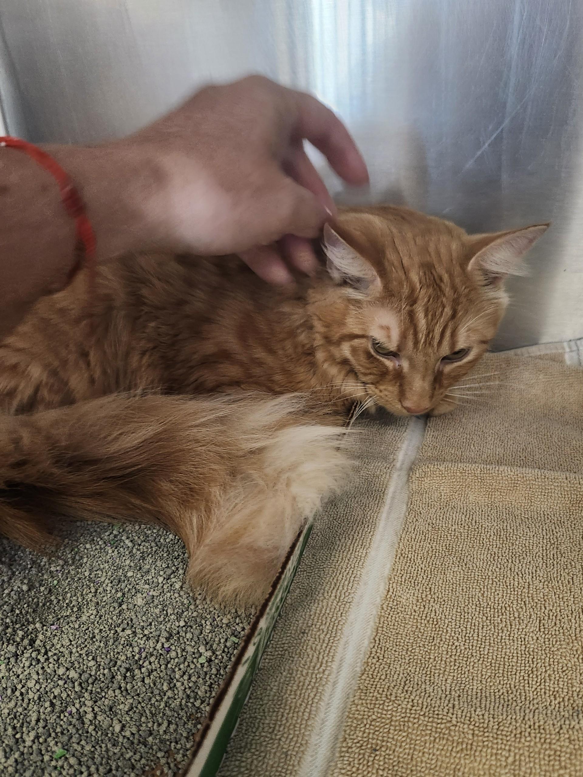 Enlarge Mr. Butters, a ADOPTABLE mixed breed in East Brunswick, NJ image 4/4