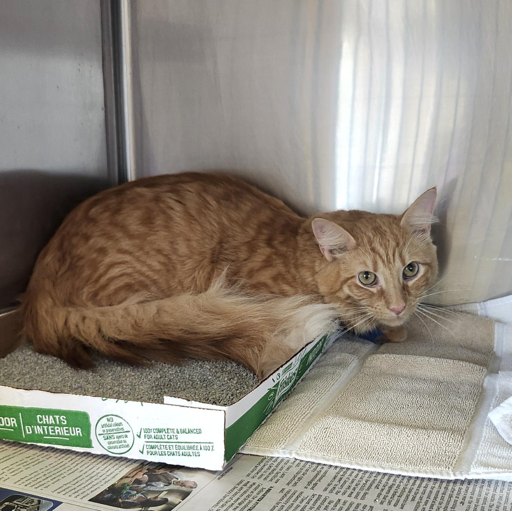 Enlarge Mr. Butters, a ADOPTABLE mixed breed in East Brunswick, NJ image 1/4