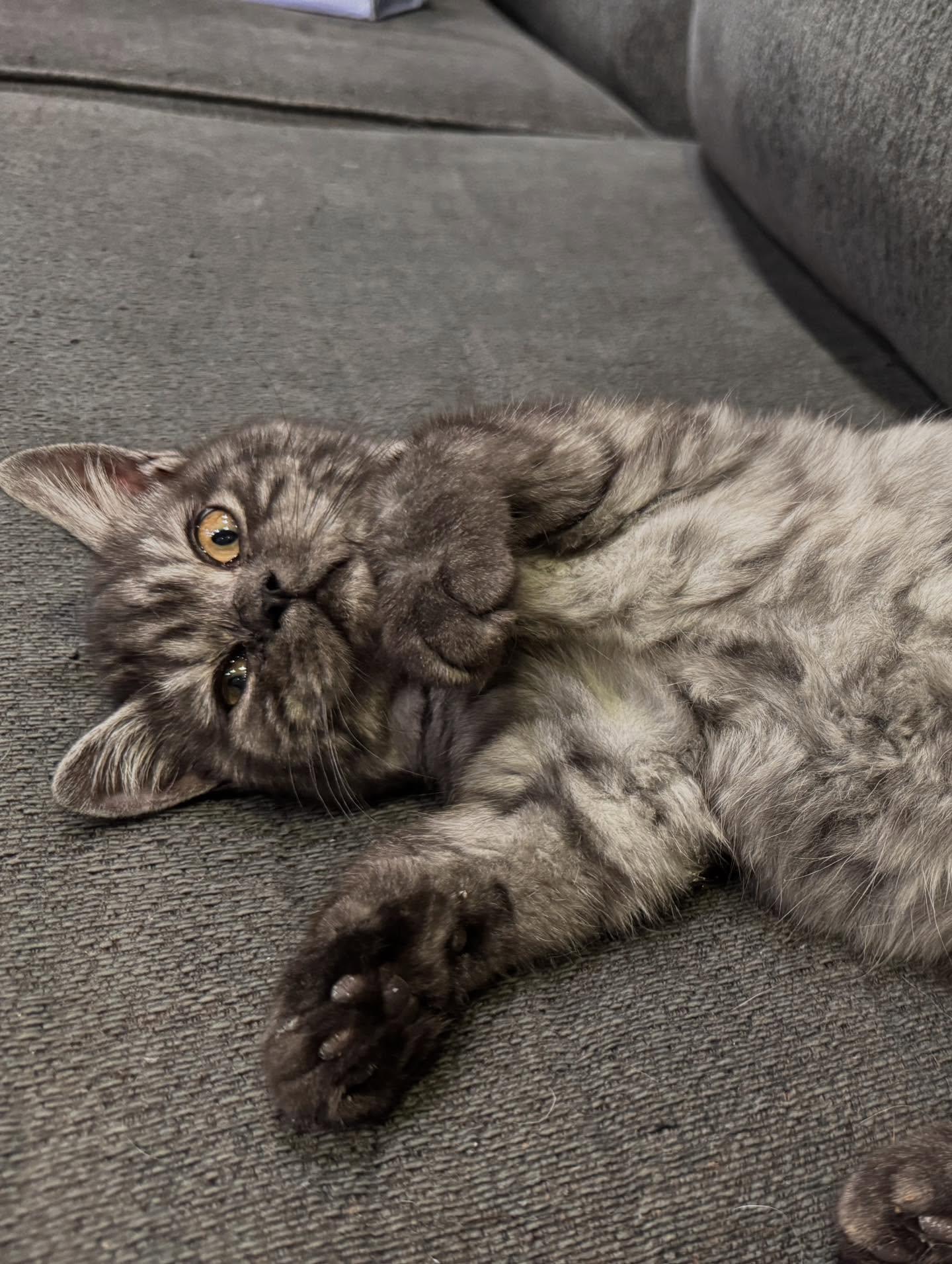 Dewey & Louie thumbnail 3