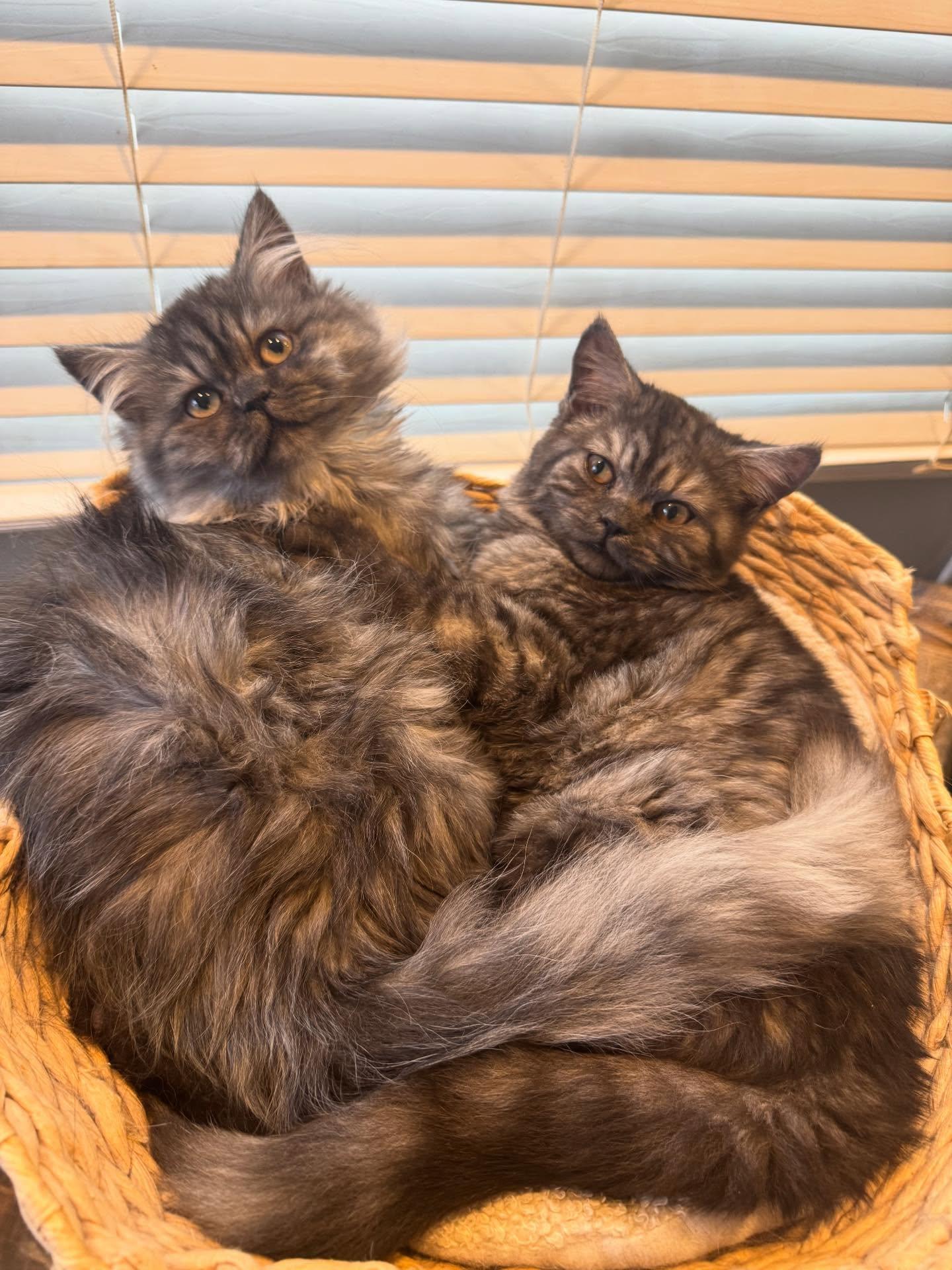 Dewey & Louie thumbnail 4