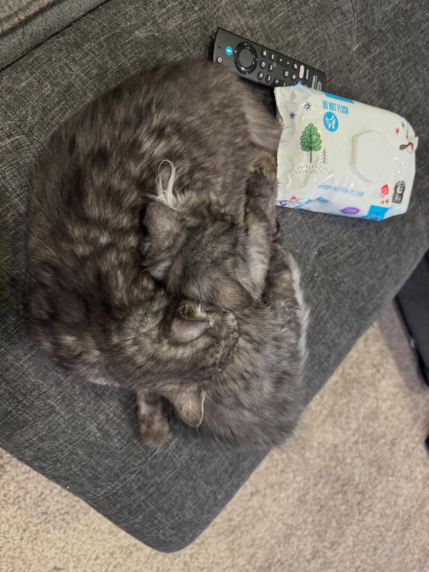 Dewey & Louie thumbnail 5