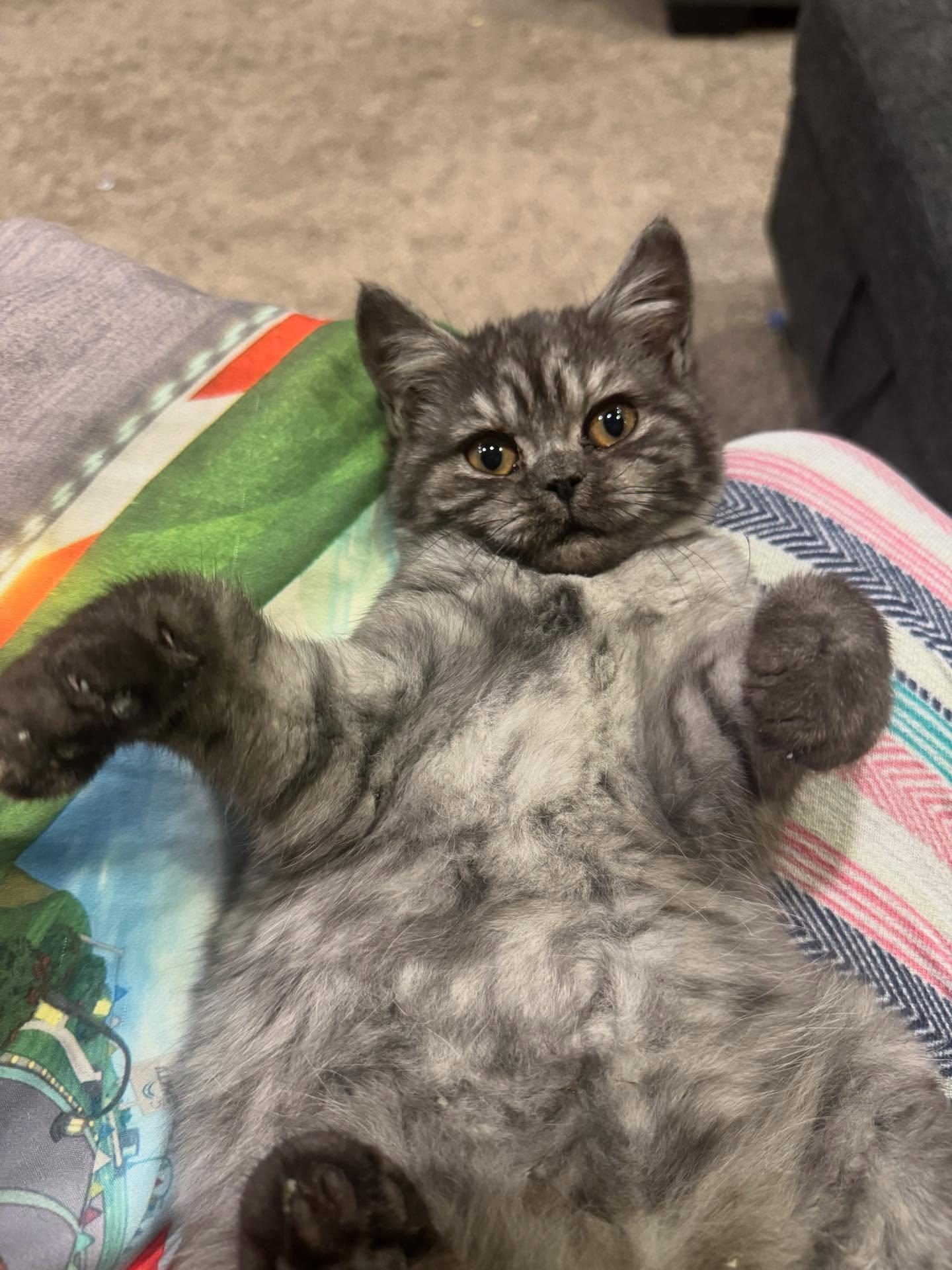 Dewey & Louie thumbnail 6