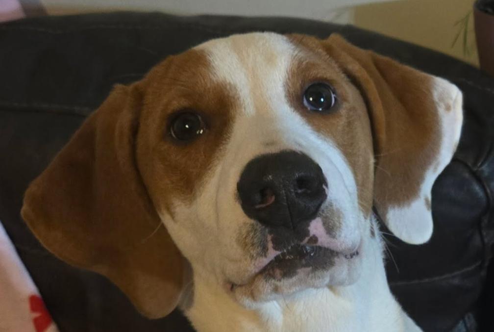 Enlarge Porter , a ADOPTABLE mixed breed in Spring hill, TN image 2/2