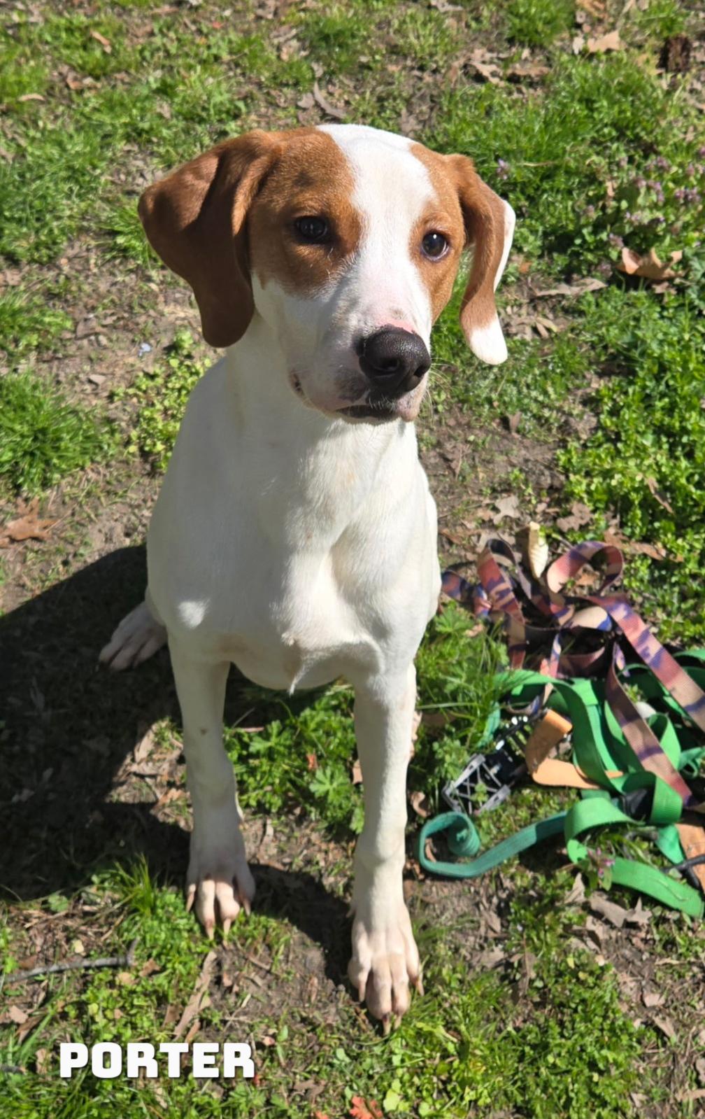 Enlarge Porter , a ADOPTABLE mixed breed in Spring hill, TN image 1/2