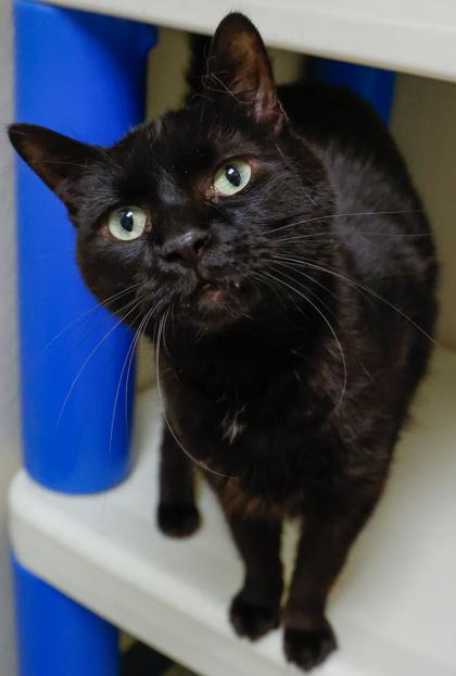 Darryl, Adoptable, Adult Male Domestic Short Hair & Domestic Short Hair.