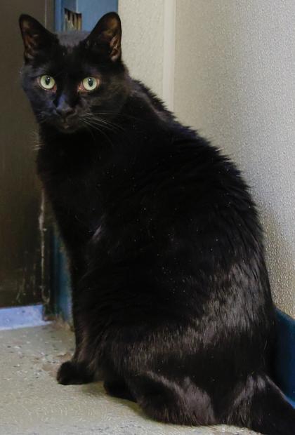 Enlarge Darryl, a Adoptable mixed breed in Baraboo, WI image 2/3