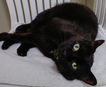 Enlarge Darryl, a Adoptable mixed breed in Baraboo, WI image 3/3