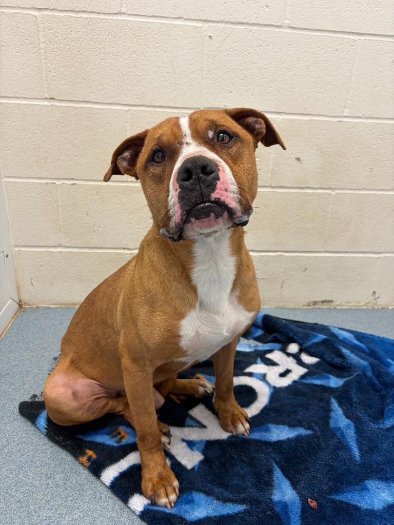 Leo, Adoptable, Young Male Pit Bull Terrier.