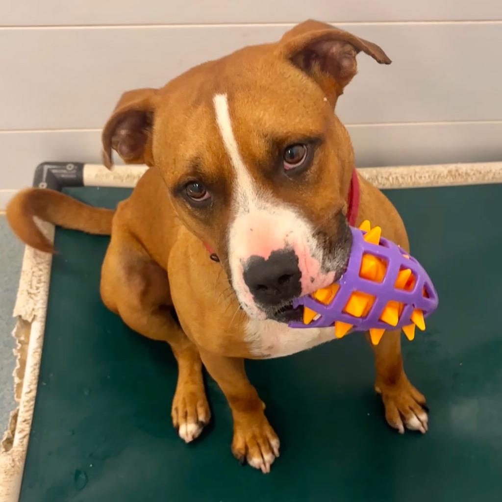 Leo, a Adoptable Pit Bull Terrier in Portland, IN image 2/2