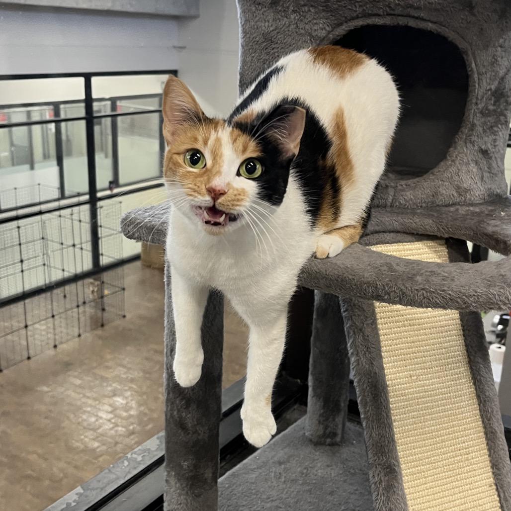 Koi, Adoptable, Adult Female Domestic Short Hair.