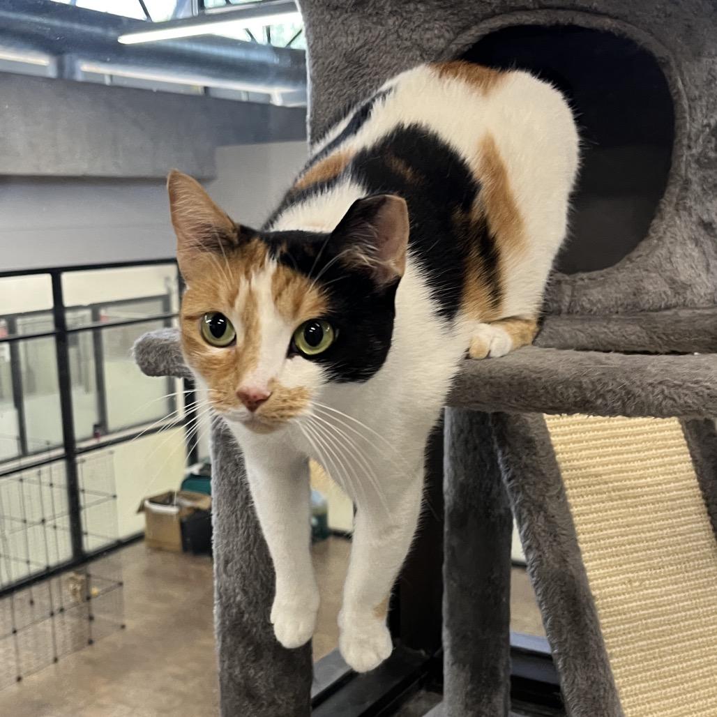 Koi, a Adoptable Domestic Short Hair in Hinsdale, IL image 2/3