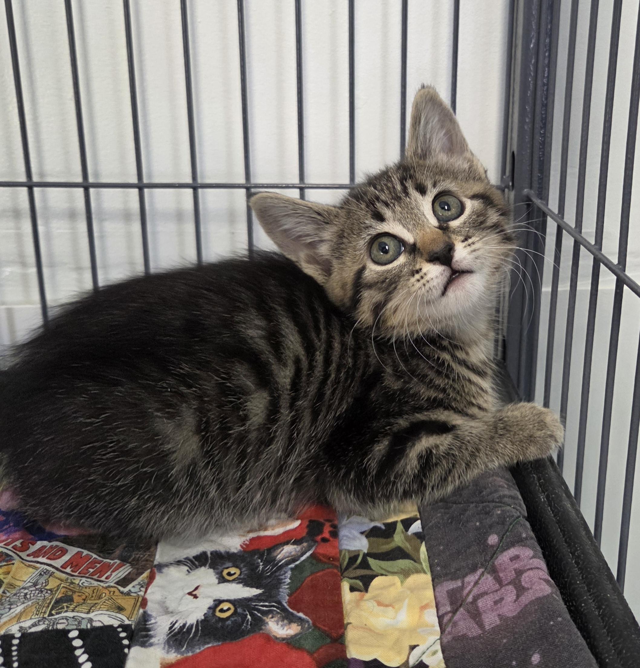 Enlarge Georgia, a ADOPTABLE Domestic Short Hair in Yarnell, AZ image 2/2