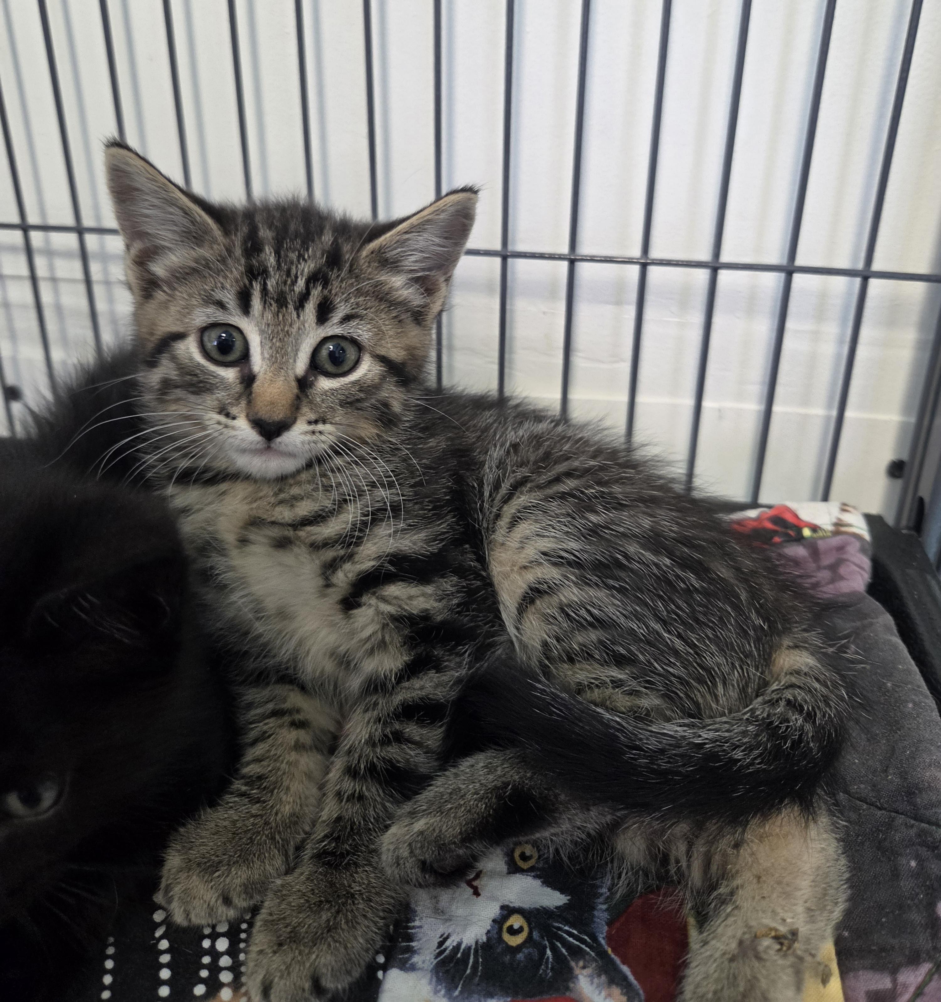 Georgia, ADOPTABLE, Kitten Female Domestic Short Hair.