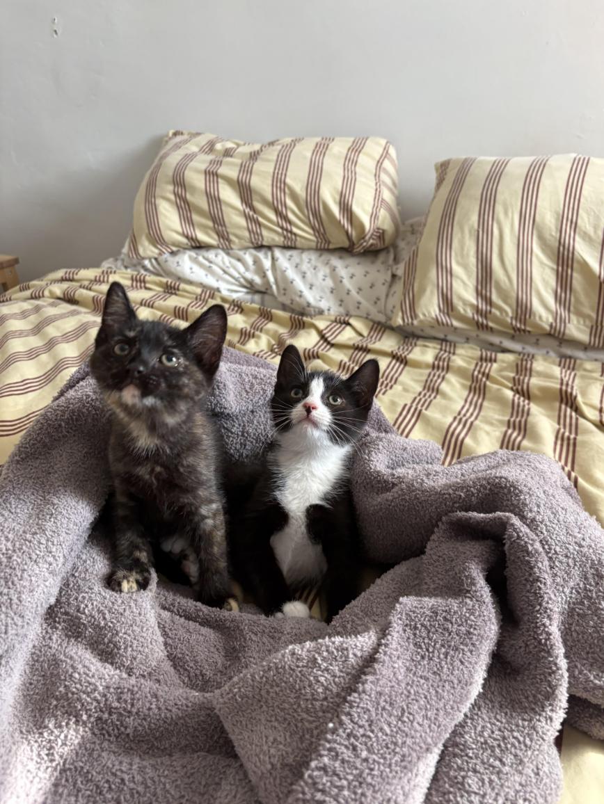 Enlarge Luca & Chiara, a ADOPTABLE Domestic Short Hair in Philadelphia, PA image 2/4