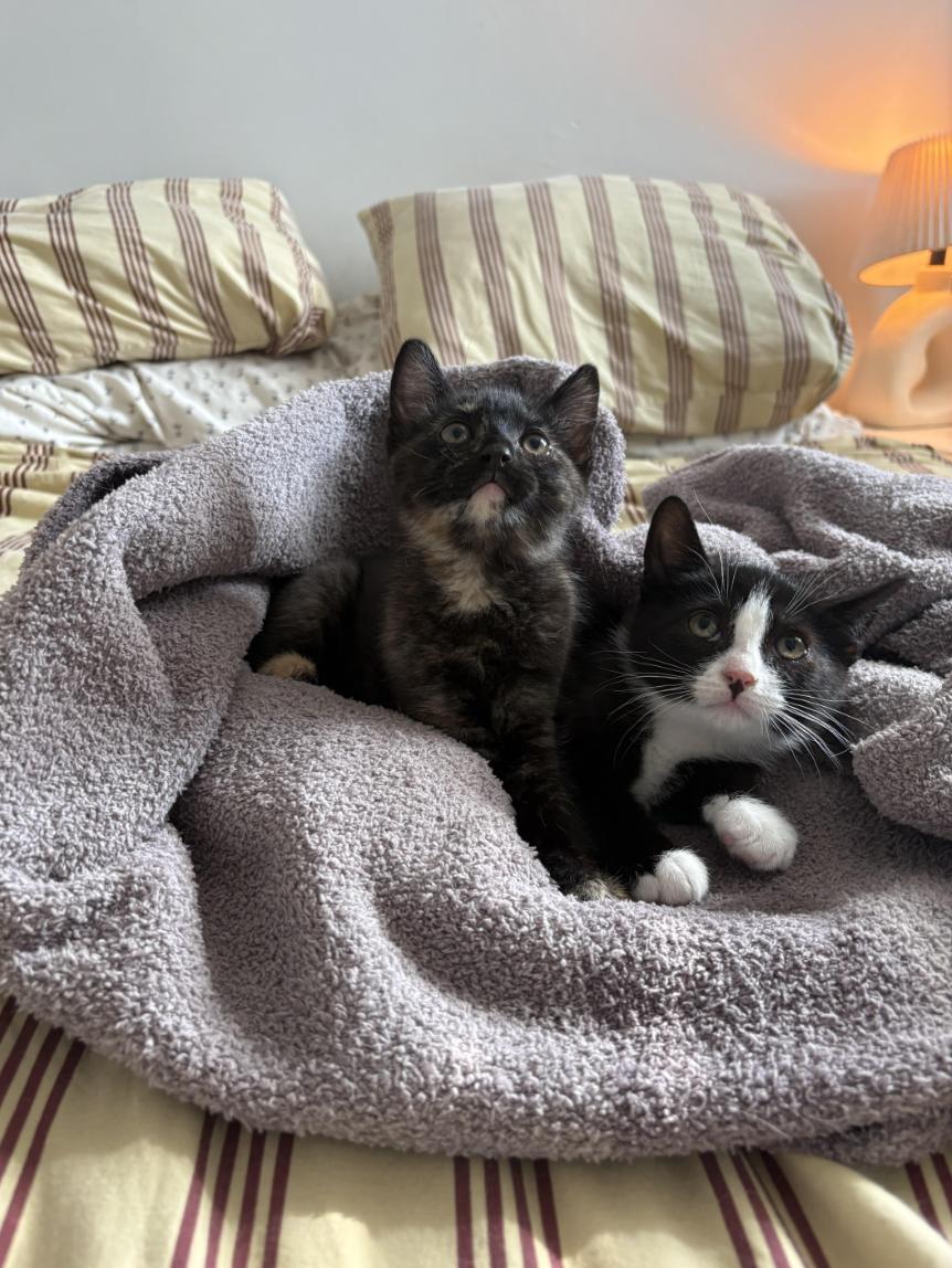 Enlarge Luca & Chiara, a ADOPTABLE Domestic Short Hair in Philadelphia, PA image 1/4
