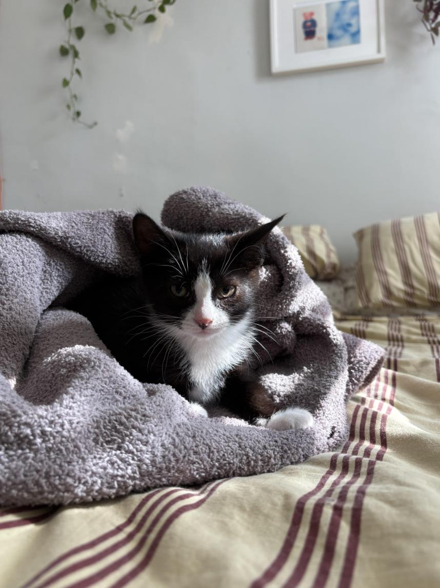 Enlarge Luca & Chiara, a ADOPTABLE Domestic Short Hair in Philadelphia, PA image 3/4