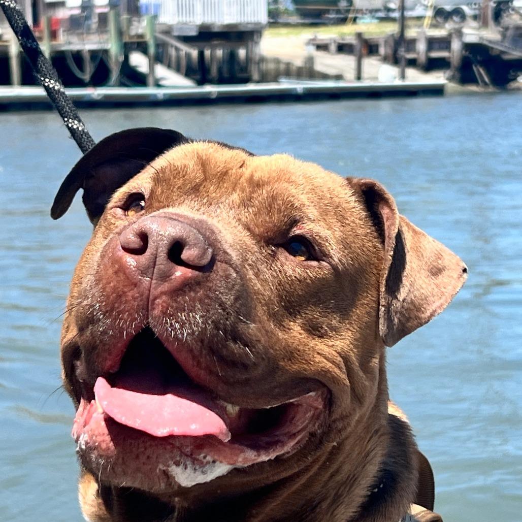 Hercules, Adoptable, Adult Male Pit Bull Terrier & Shar-Pei.