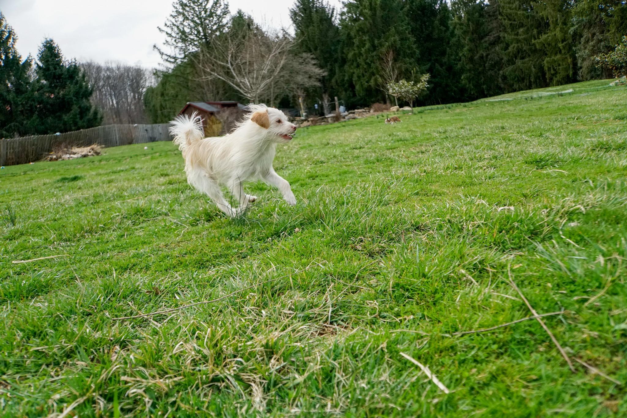 Ryker photo 2
