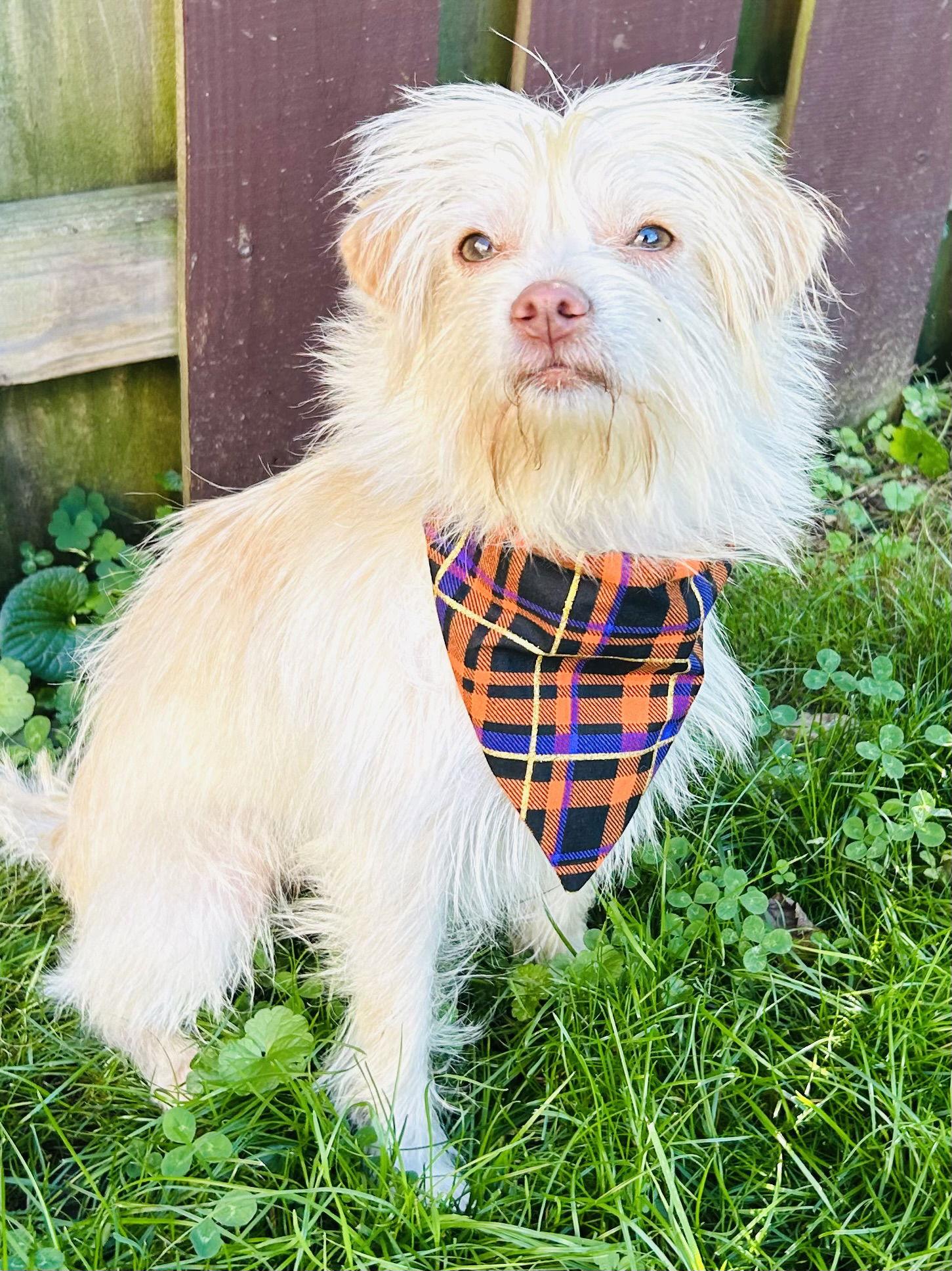 Enlarge Ryker, a Adoptable Maltese in Elizabethtown, PA image 2/3