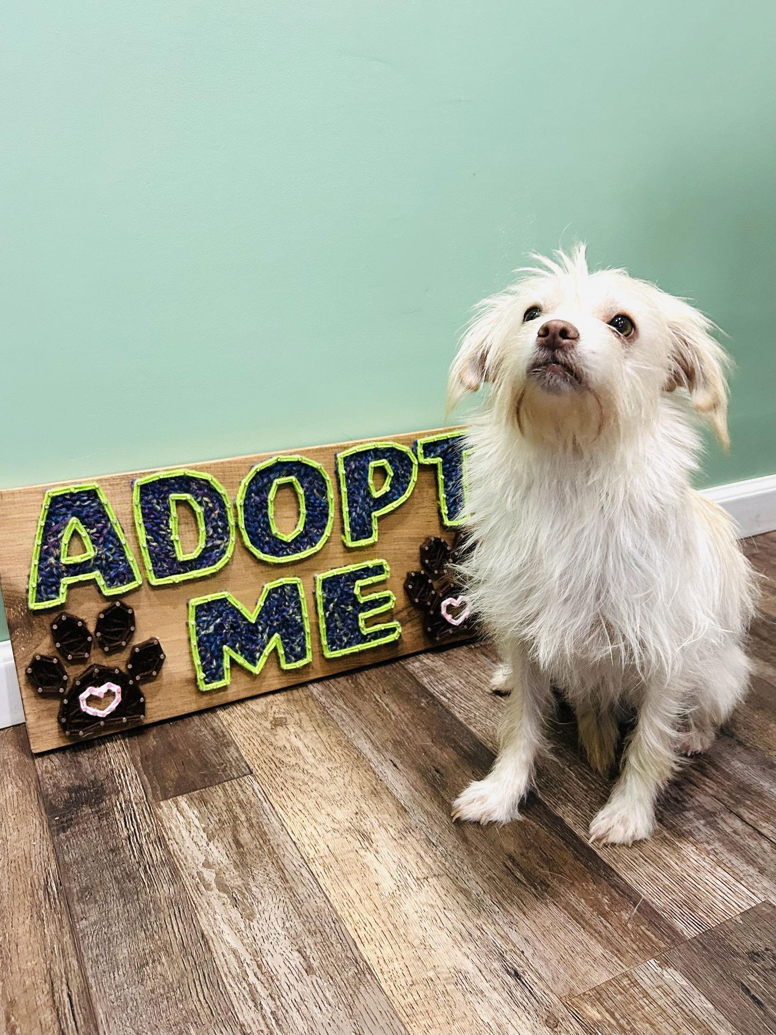Enlarge Ryker, a Adoptable Maltese in Elizabethtown, PA image 3/3