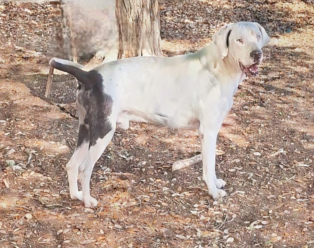 Enlarge Tickly, a Adoptable mixed breed in Lockhart, TX image 1/6