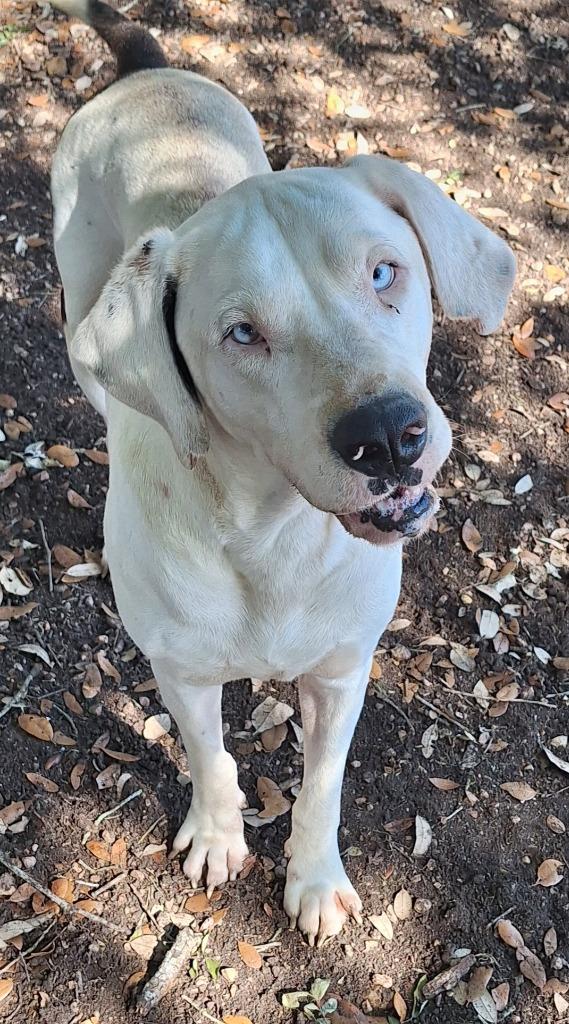 Enlarge Tickly, a Adoptable mixed breed in Lockhart, TX image 2/6