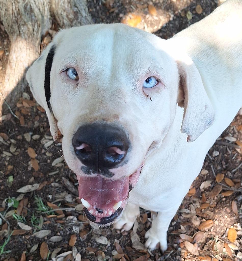 Enlarge Tickly, a Adoptable mixed breed in Lockhart, TX image 3/6