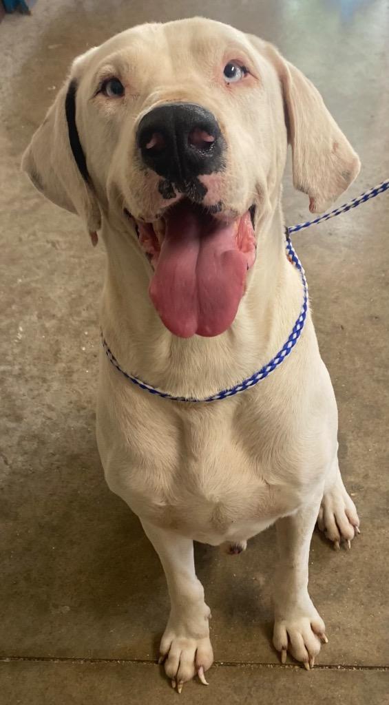 Tickly, Adoptable, Adult Male Catahoula Leopard Dog & Mixed Breed.