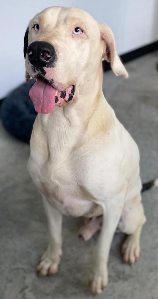 Enlarge Tickly, a Adoptable mixed breed in Lockhart, TX image 5/6