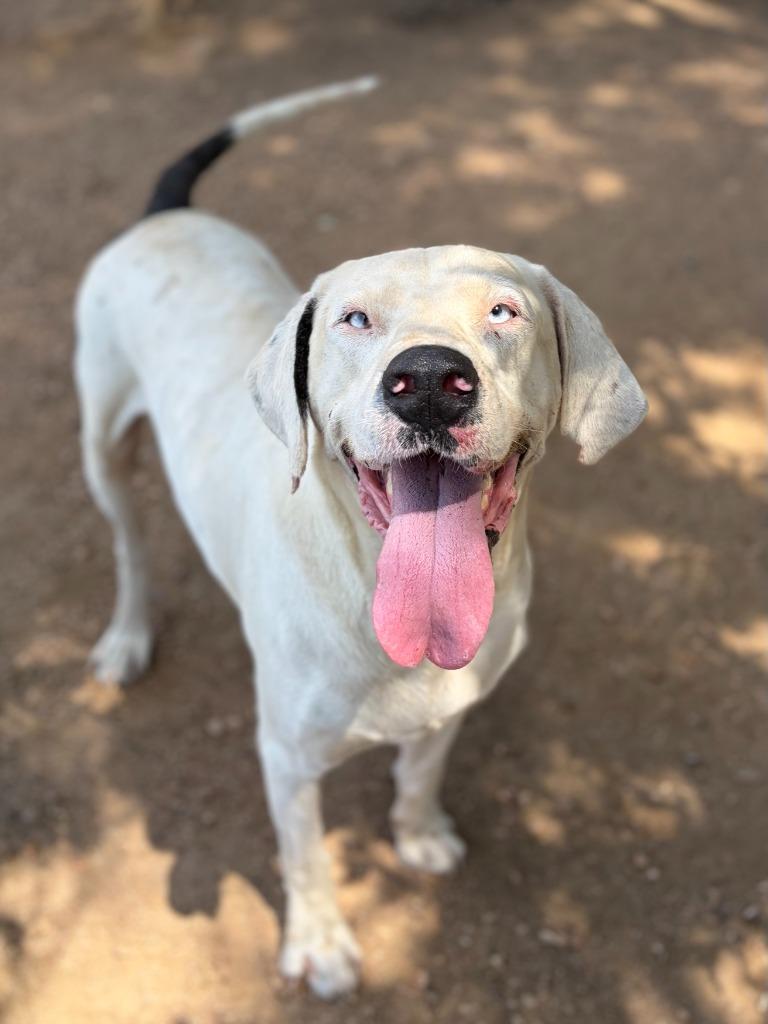 Tickly, a Adoptable mixed breed in Lockhart, TX image 6/6