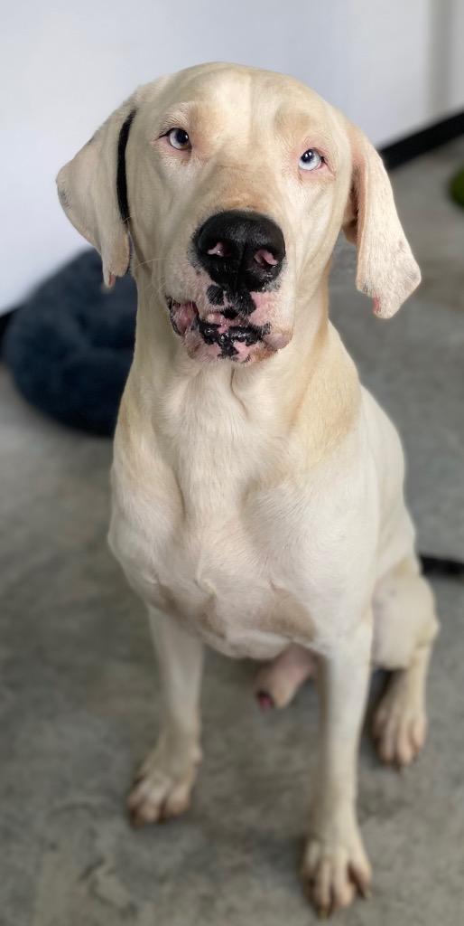 Enlarge Tickly, a Adoptable mixed breed in Lockhart, TX image 6/6