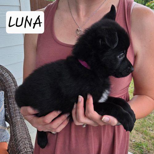 Luna, Adoptable, Puppy Female Black Labrador Retriever & German Shepherd Dog.