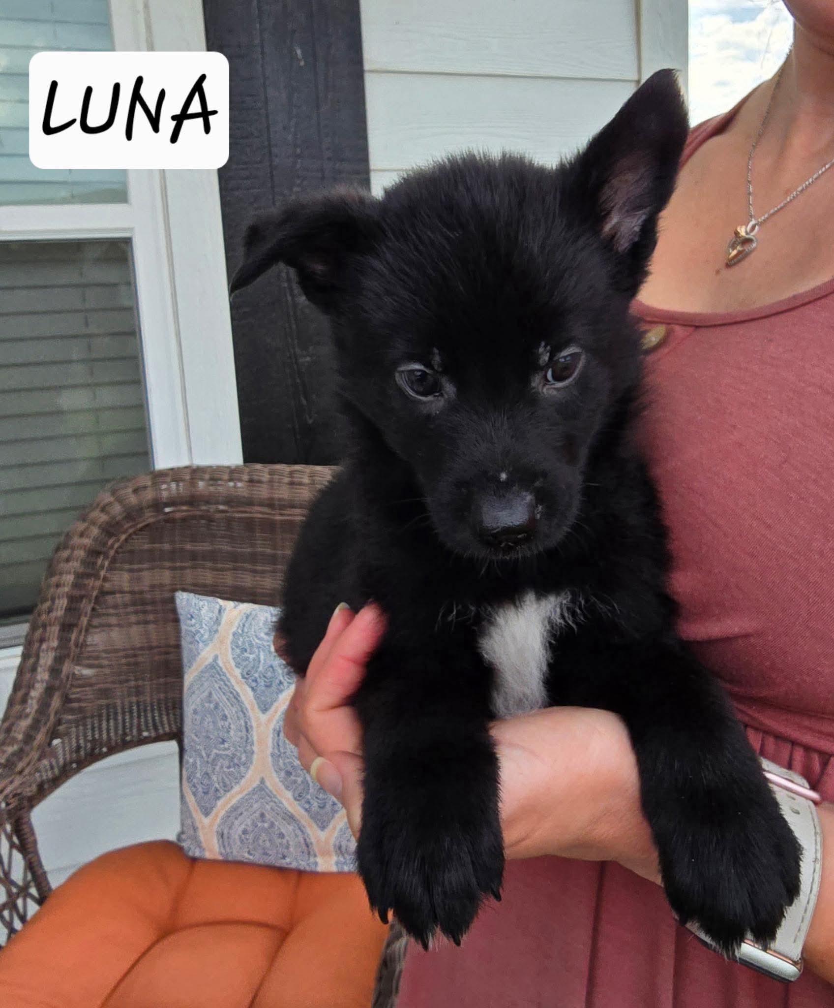 Enlarge Luna, a Adoptable mixed breed in Sanford, NC image 2/2
