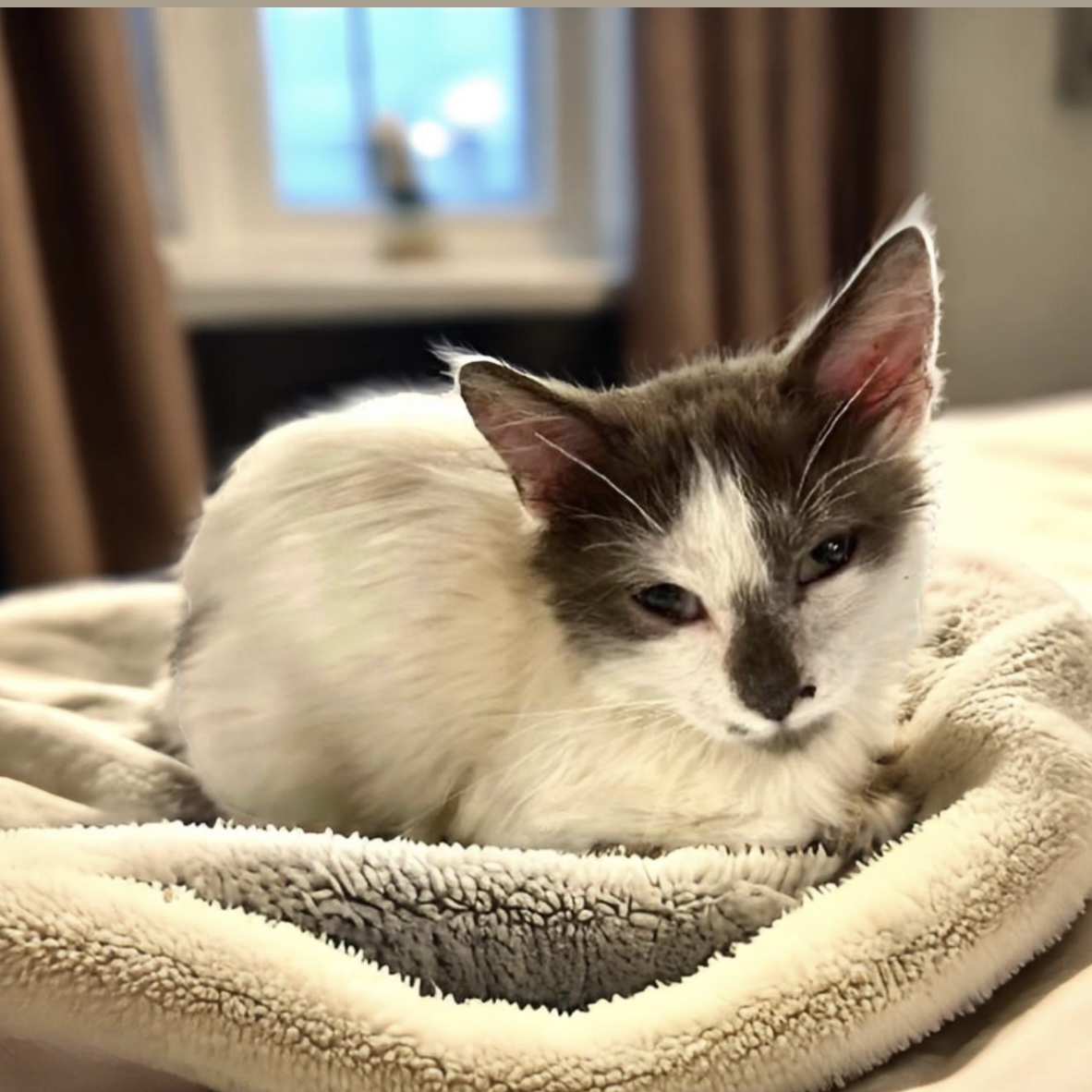 Rory, Baby Male Extra-Toes Cat / Hemingway Polydactyl