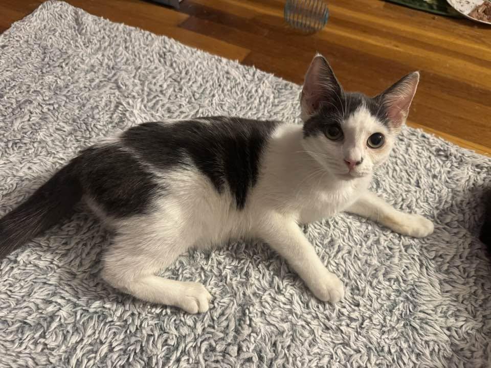 Enlarge Bridgette - kitten, a Adoptable Domestic Short Hair in Enfield, CT image 1/6