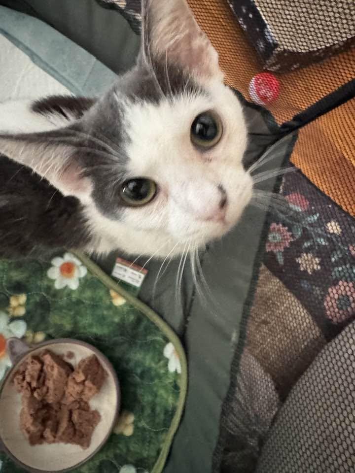 Enlarge Bridgette - kitten, a Adoptable Domestic Short Hair in Enfield, CT image 2/6