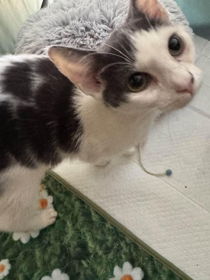 Enlarge Bridgette - kitten, a Adoptable Domestic Short Hair in Enfield, CT image 3/6