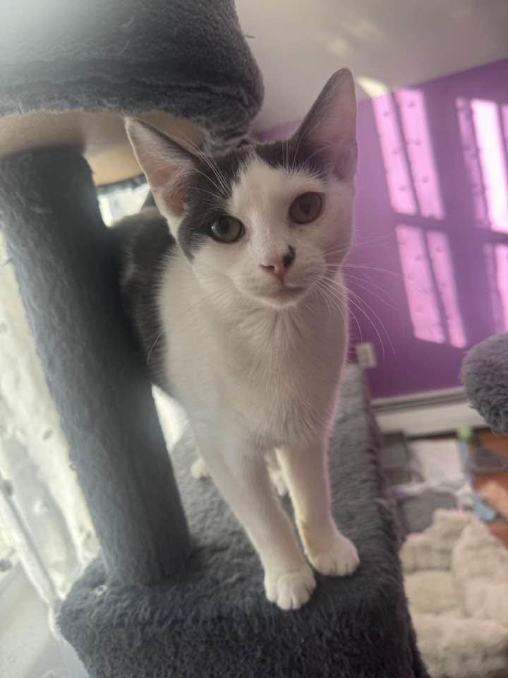 Enlarge Bridgette - kitten, a Adoptable Domestic Short Hair in Enfield, CT image 4/6