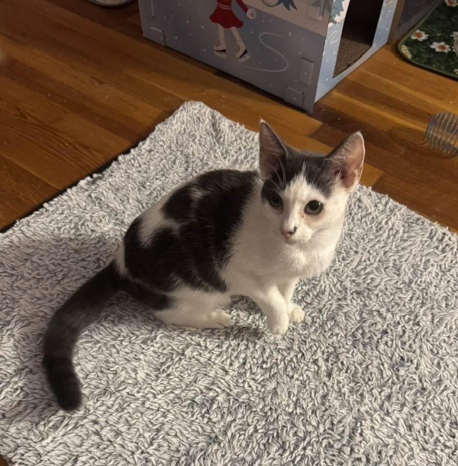 Enlarge Bridgette - kitten, a Adoptable Domestic Short Hair in Enfield, CT image 5/6