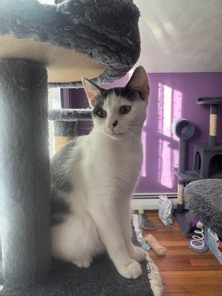 Enlarge Bridgette - kitten, a Adoptable Domestic Short Hair in Enfield, CT image 6/6