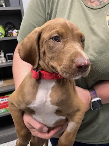 Peterbald (Red), Adoptable, Puppy Male Mixed Breed.