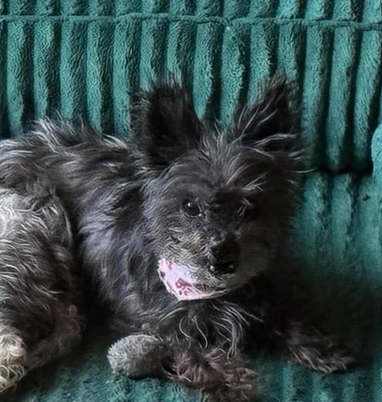 Rayven in TX, Adopted, Adult Female Terrier.