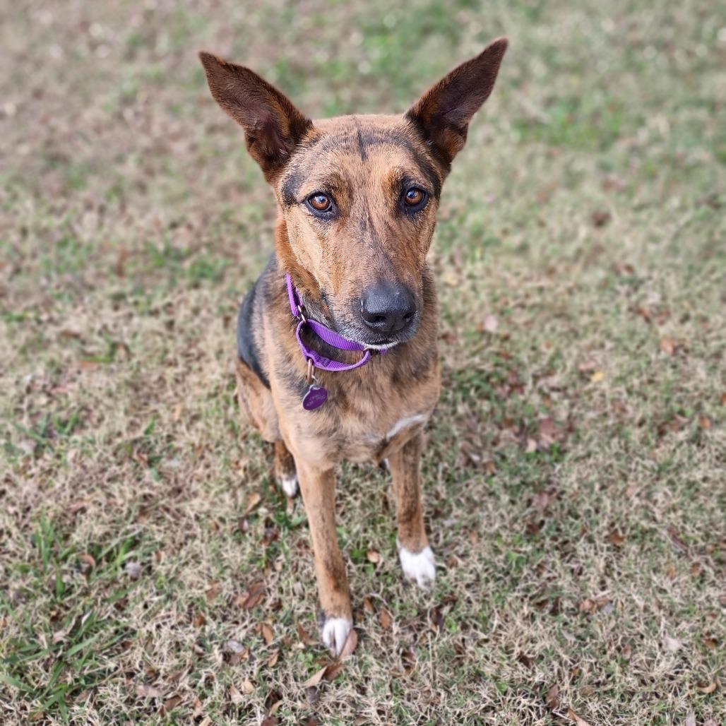 Enlarge Johnnie, a Adoptable mixed breed in Tulsa, OK image 1/6