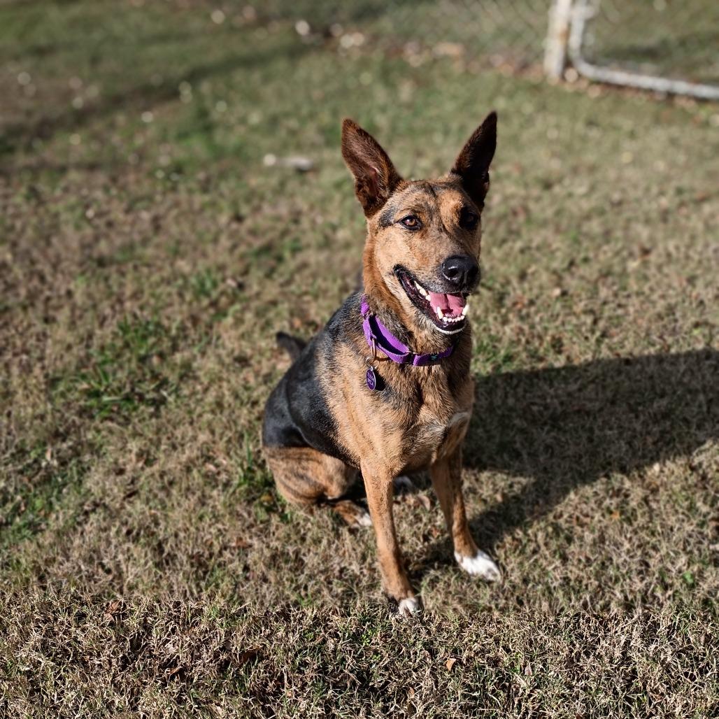 Enlarge Johnnie, a Adoptable mixed breed in Tulsa, OK image 2/6