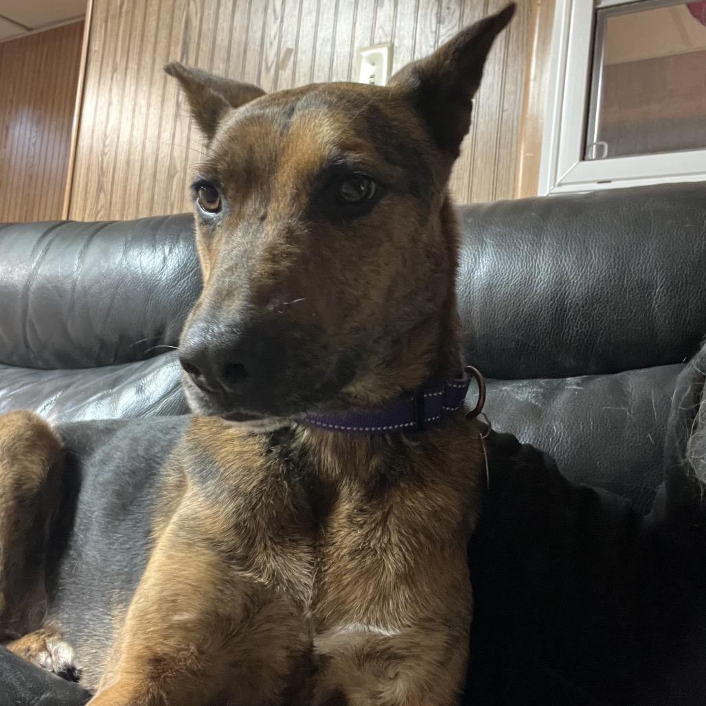 Enlarge Johnnie, a Adoptable mixed breed in Tulsa, OK image 3/6