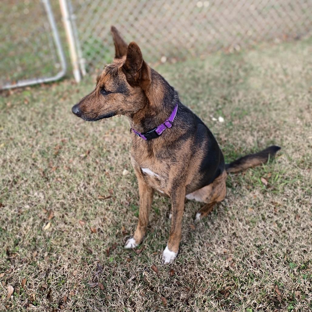 Enlarge Johnnie, a Adoptable mixed breed in Tulsa, OK image 4/6