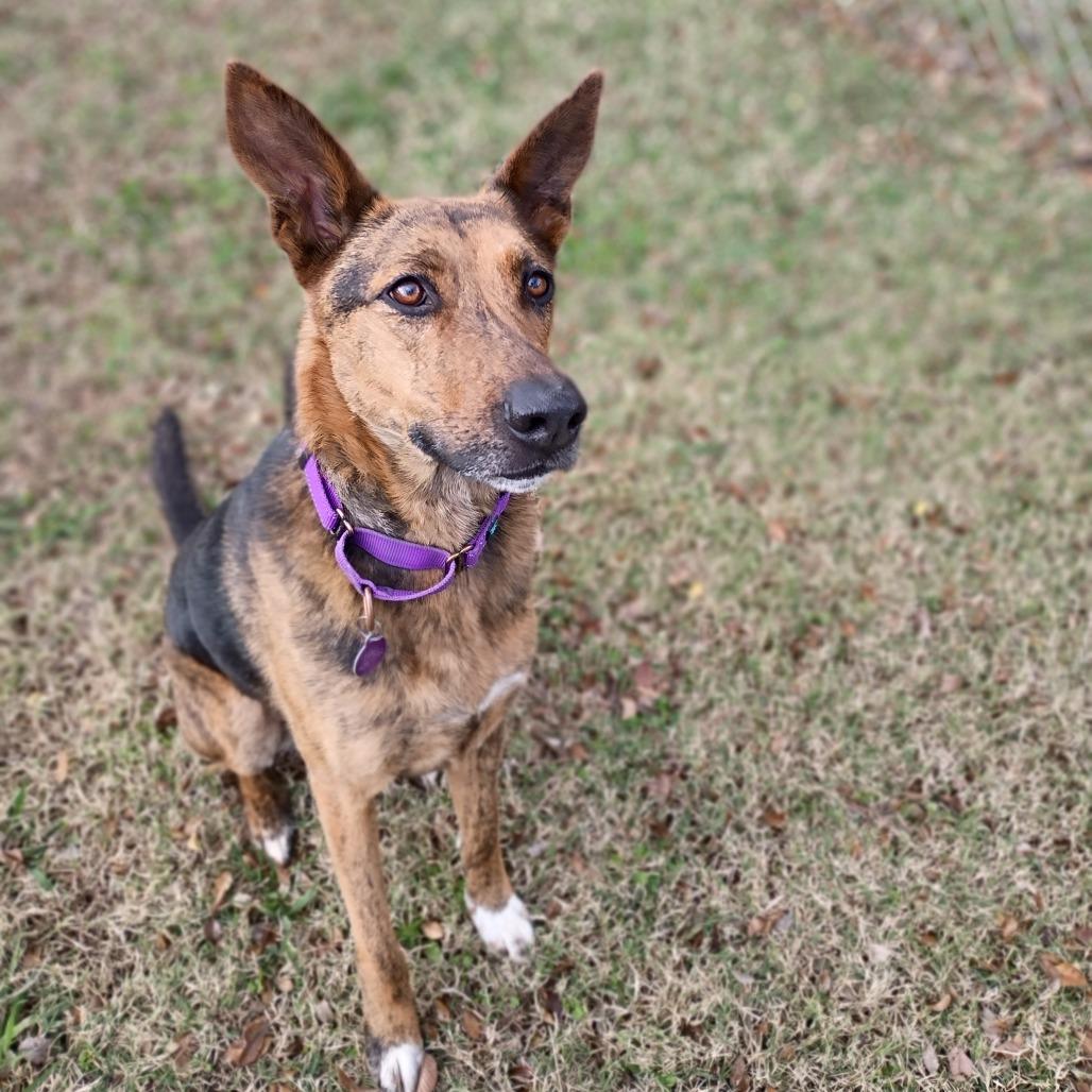 Enlarge Johnnie, a Adoptable mixed breed in Tulsa, OK image 5/6
