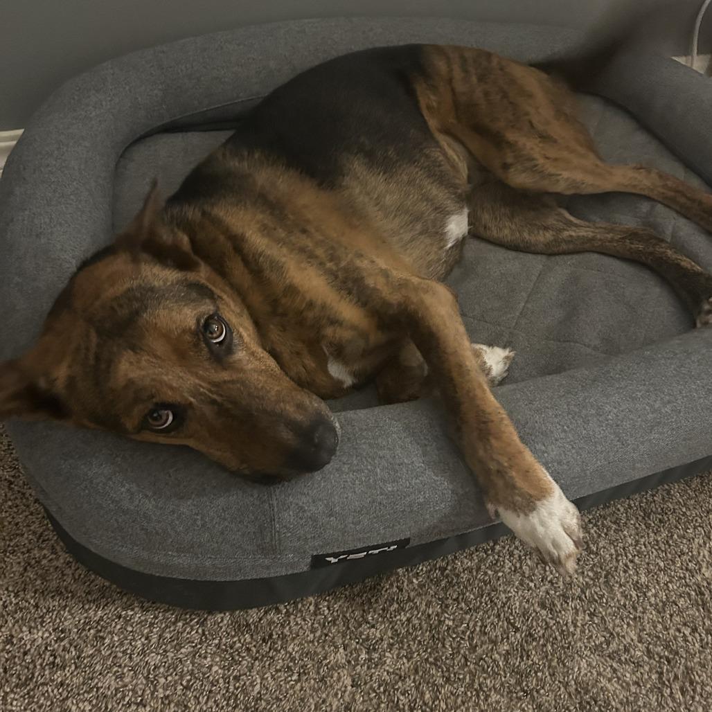 Enlarge Johnnie, a Adoptable mixed breed in Tulsa, OK image 6/6